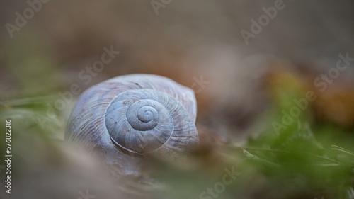 snail shell abandoned and empty in the leaves in spring.