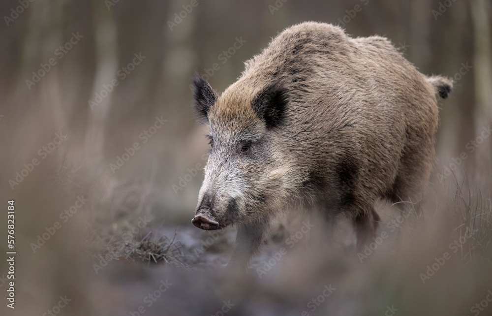 Wild boar close up ( Sus scrofa ) Wild boar close up ( Sus scrofa )