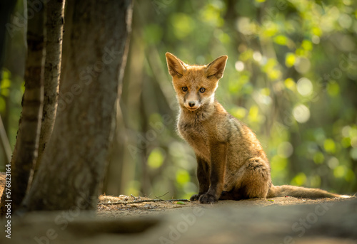 Cute young red fox in the forest   Vulpes vulpes  