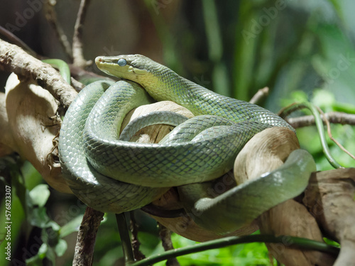 dendrelaphis punctulatus nested on a branch