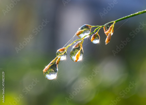 Plant with beautiful colored water drop after rain closeup