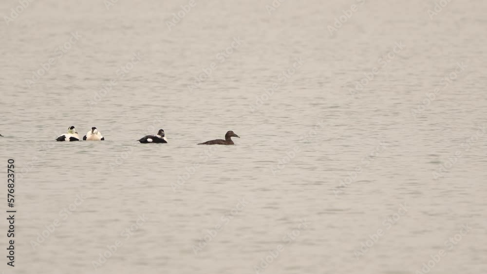 A group of common eiders (Somateria mollissima) courtshipping A group of common eiders (Somateria mollissima) courtshipping