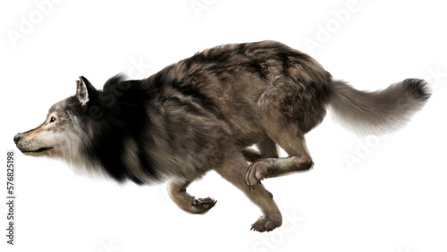 A running timber wolf on a transparent background. PNG 