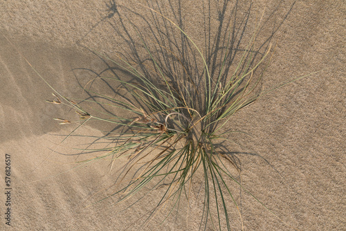 Plants and sand ripples in the Khor Al Adaid desert, Qatar photo