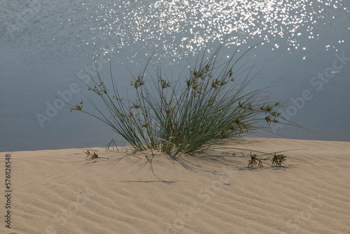 Plants, sand and sea in Khor Al Udeid, Qatar photo