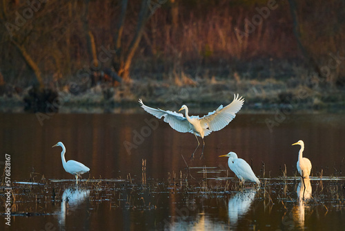 Fototapeta Naklejka Na Ścianę i Meble -  White herons at sunset. By the river.