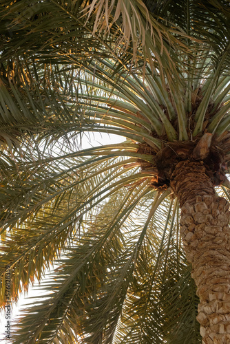 Date palm tree  traditional plantation  Middle East