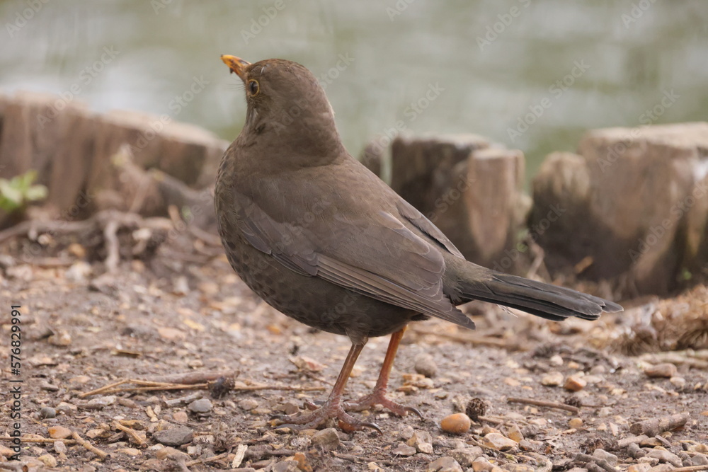 Obraz premium Side view of a brown bird on the shore of a pond