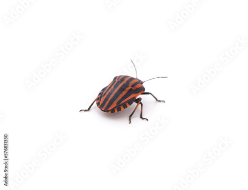 One striped beetle.