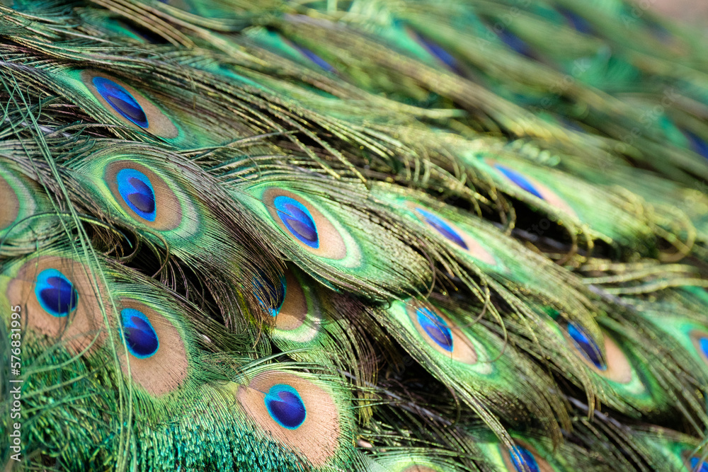 Fototapeta premium close up of beautiful peafowl feathers