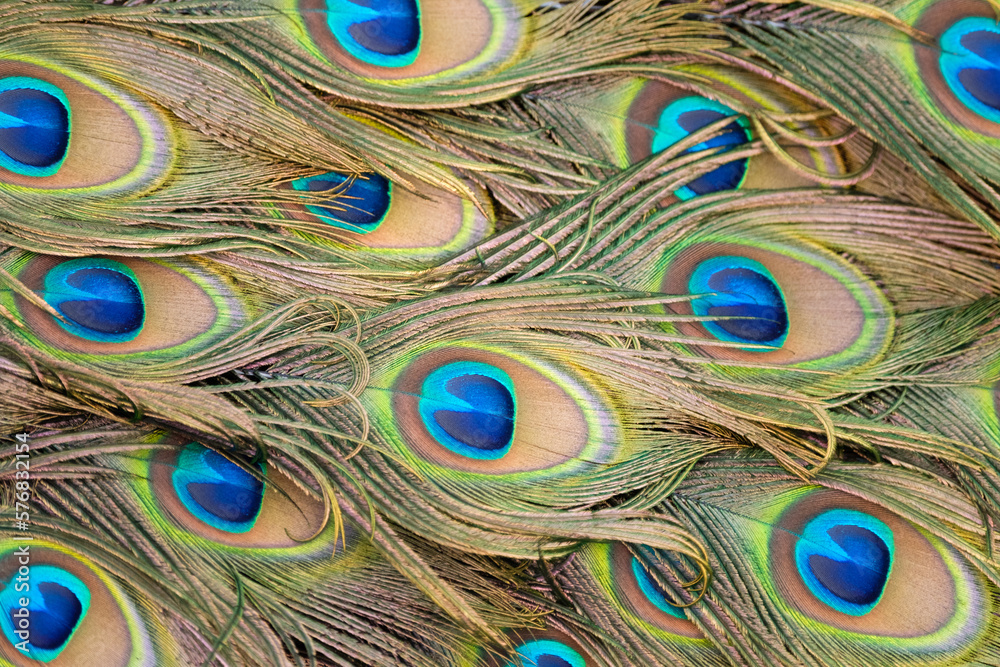 Obraz premium close up of beautiful peafowl feathers