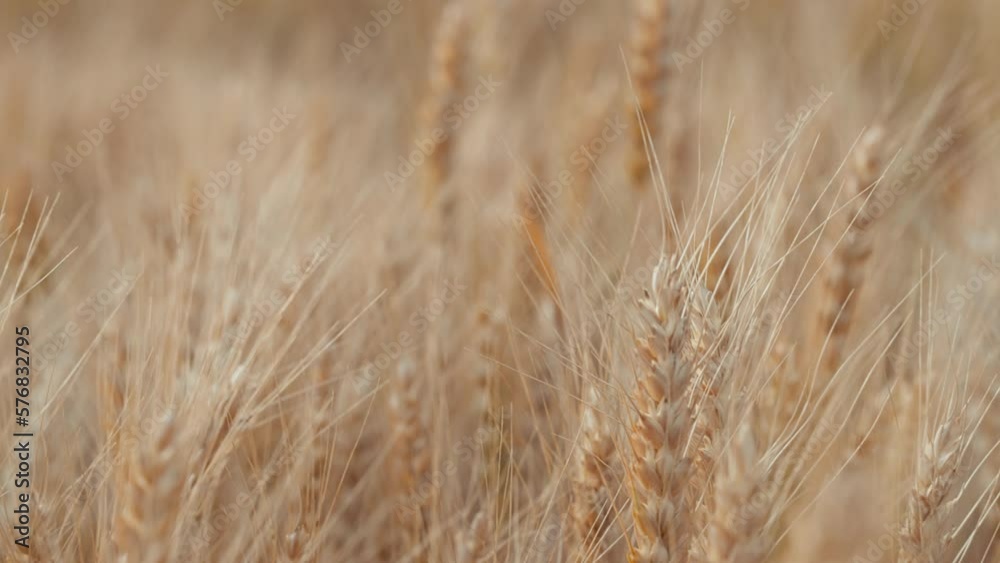 Wheat field, ears of wheat swaying from the gentle wind. Golden ears are slowly swaying in the wind close-up. View of ripening wheat field at summer day. Agriculture harvesting, agribusiness. 120 fps Wheat field, ears of wheat swaying from the gentle wind. Golden ears are slowly swaying in the wind close-up. View of ripening wheat field at summer day. Agriculture harvesting, agribusiness. 120 fps