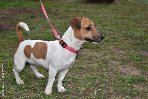 puppy jack russell for a walk pet