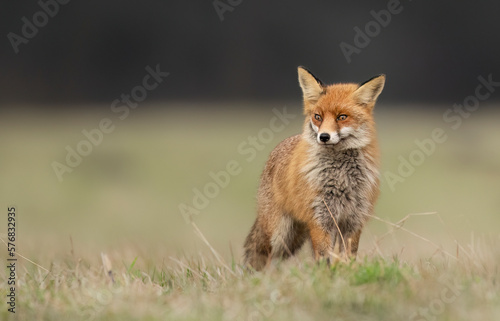 red Fox ( Vulpes vulpes ) close up