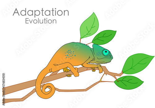 Adaptation, chameleon. Ability to change color, tongue. Animal evolution samples, camouflage, environment. Physical adaptability, Natural selection. Genetic inheritance. Biology  Illustration vector