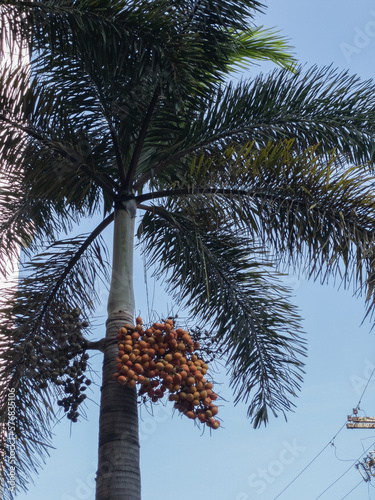 Syagrus romanzoffiana with fruits, called queen palm or cocos palm. In Brazilian Portuguese it is called Jeriva. Palm tree native to South America. photo