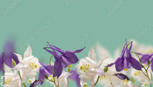Leinwand Poster Beautiful Aquilegia glandulosa flowers against a dark background