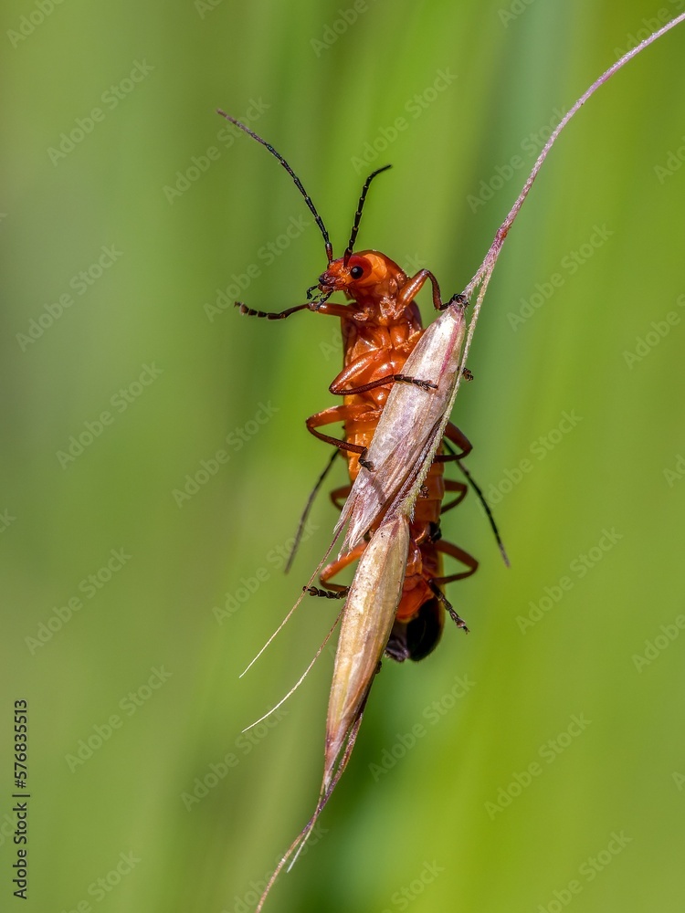 Fototapeta premium Red soldier beetle /Rhagonycha fulva