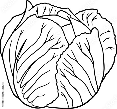 Illustration of a cabbage in a hand-drawn style.