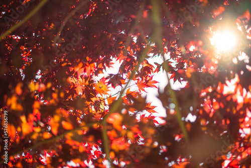 light shining through red Japanese maple © Anthony
