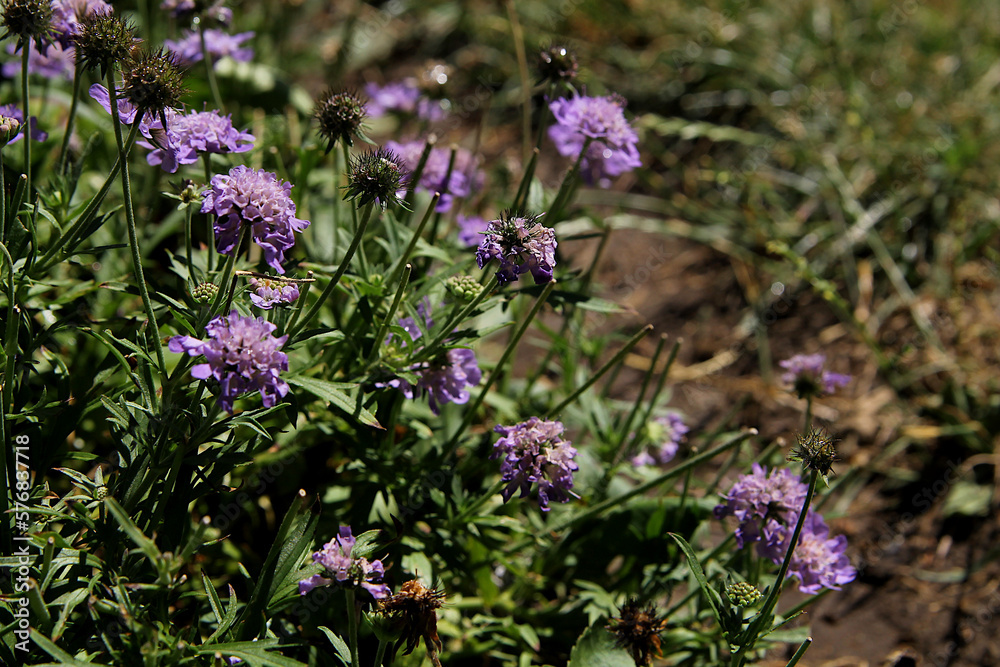 Purple flower, background image, verbena flowers in the garden Purple flower, background image, verbena flowers in the garden