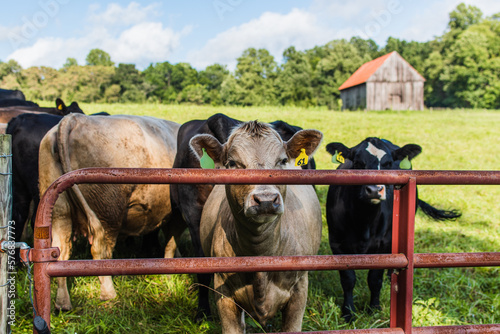 cows in a farm