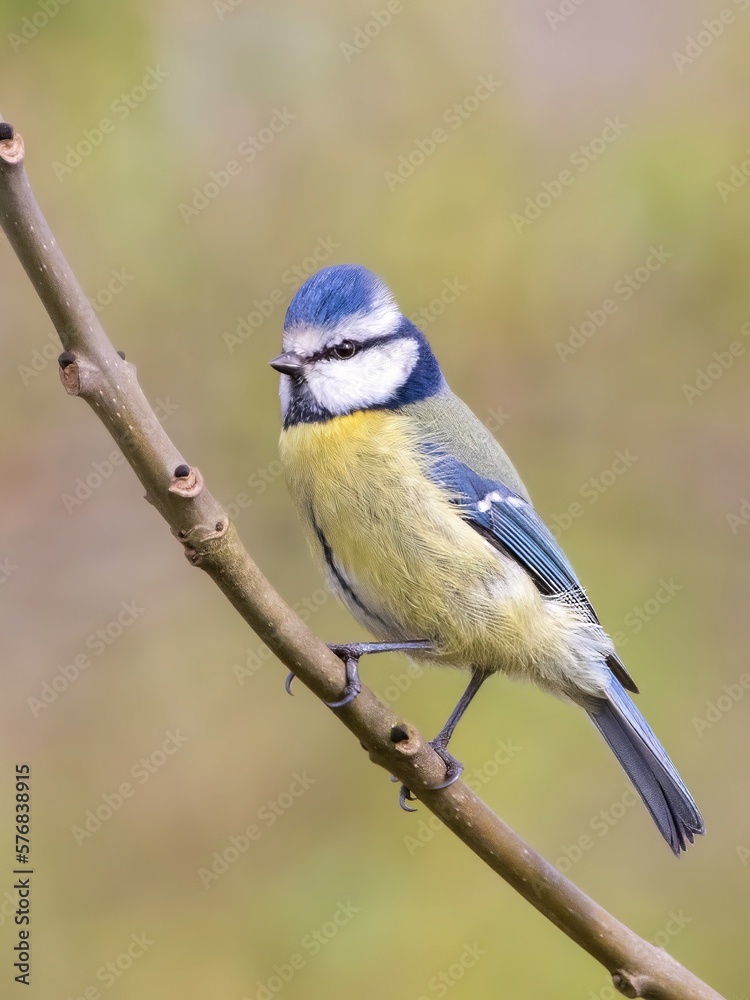Fototapeta premium Blue tit / Cyanistes caeruleus