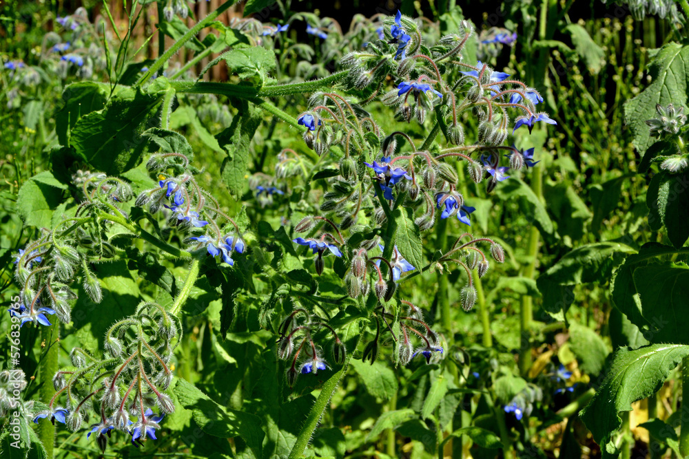 kwitnący ogórecznik lekarski (Borago officinalis) kwitnący ogórecznik lekarski (Borago officinalis)