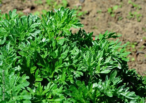 Bylica piołun (Artemisia absinthium), Bitter wormwood 