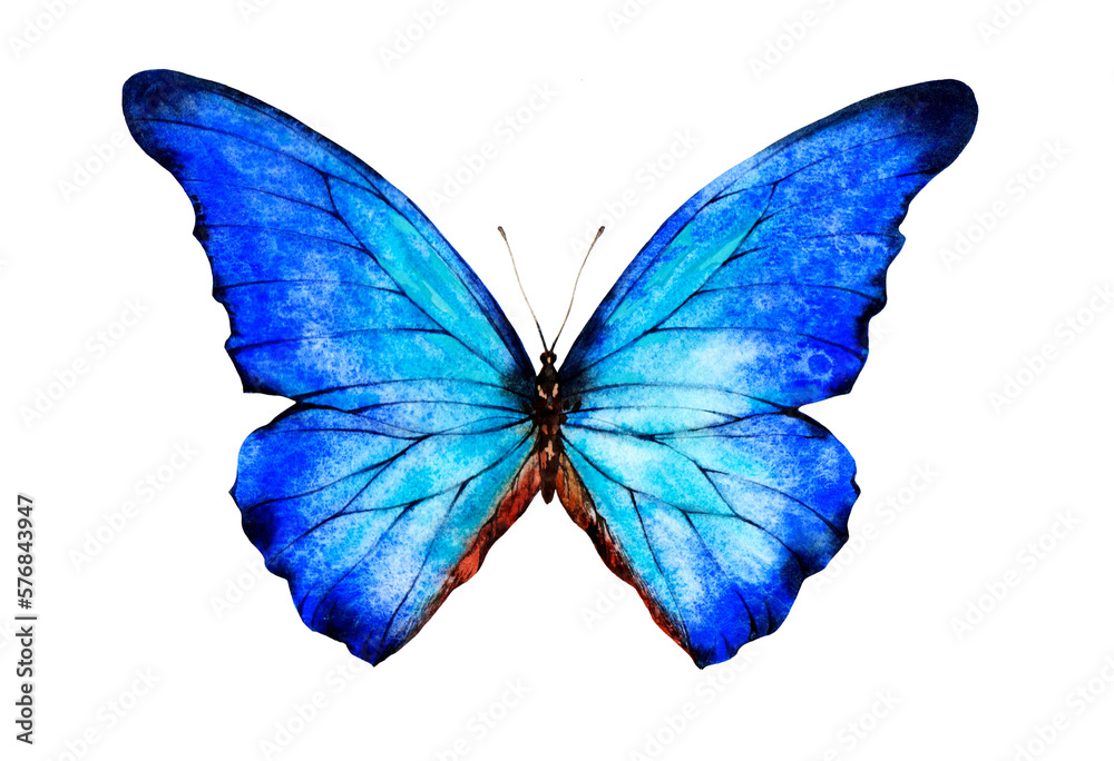 Fototapeta premium A large blue butterfly. Watercolor illustration.