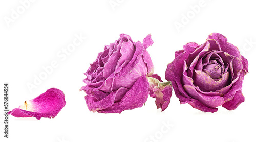 Cuadro en lienzo Faded purple roses with petals isolated on a white background