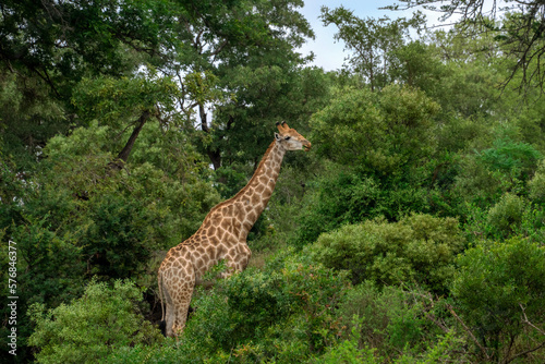 Giraffe Grazing on a Heavily Wooded Hillside © Evelyn