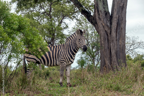 Zebra in a Forested area of South Africa