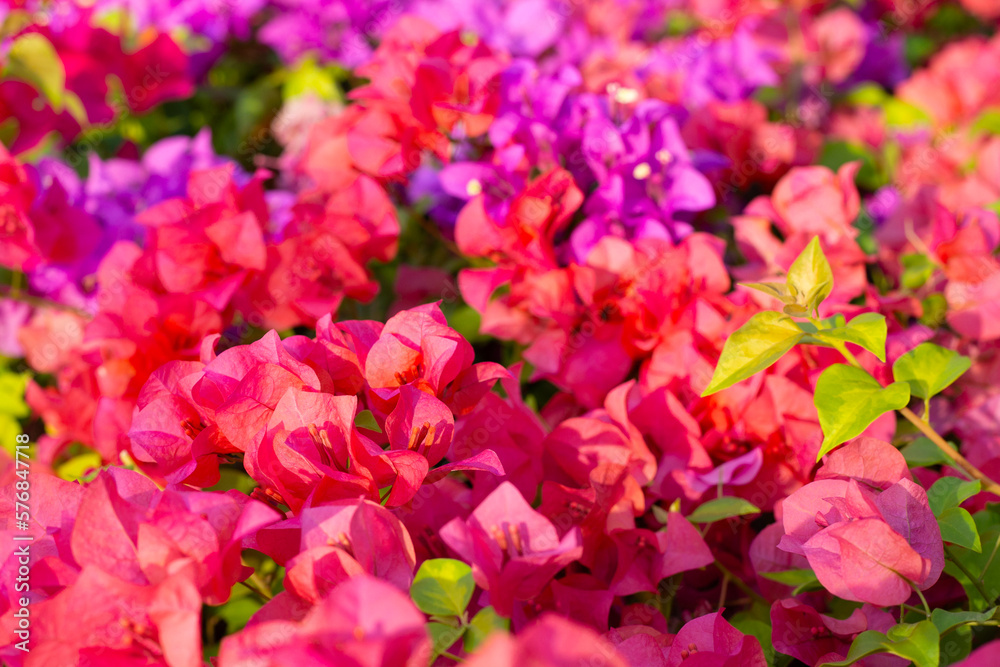 Beautiful bougainvillea flowers with green leaves Beautiful bougainvillea flowers with green leaves