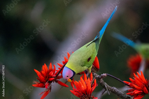 Canvas Print Birds of Bangladesh birds from satchori National park, sylhet, bangladesh