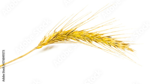 Wheat ear. Whole, barley, harvest wheat sprouts. Wheat grain ear