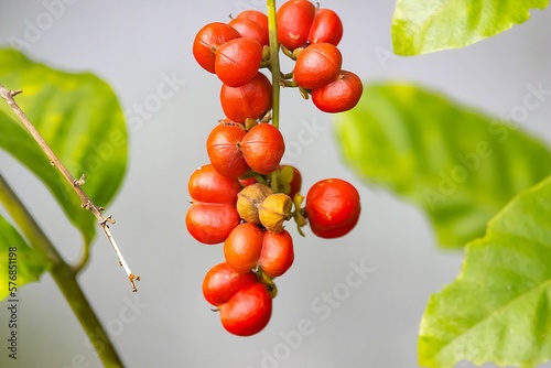 Fruits of Cape York tulipwood, Harpullia ramiflora photo