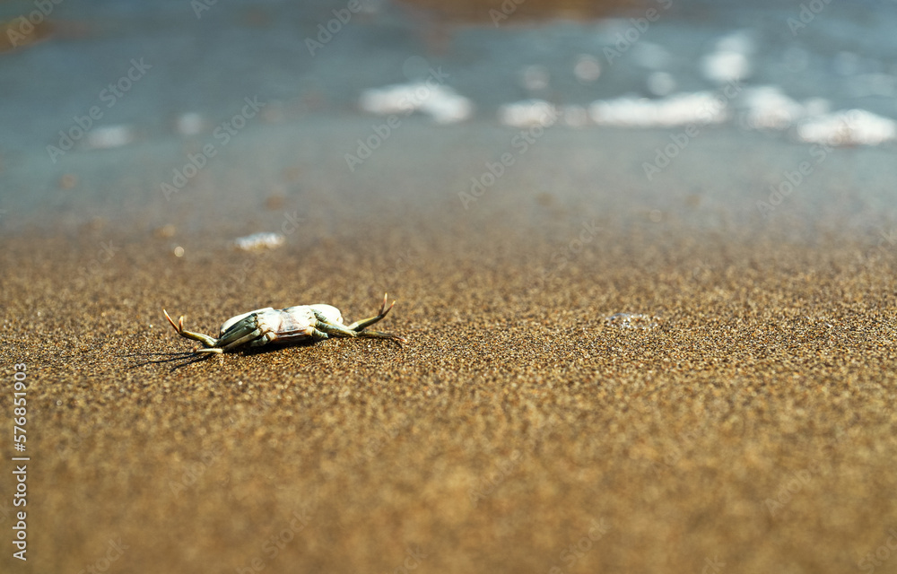 Dead crab near the sea. Ecological catastrophy. Dead crab near the sea. Ecological catastrophy.