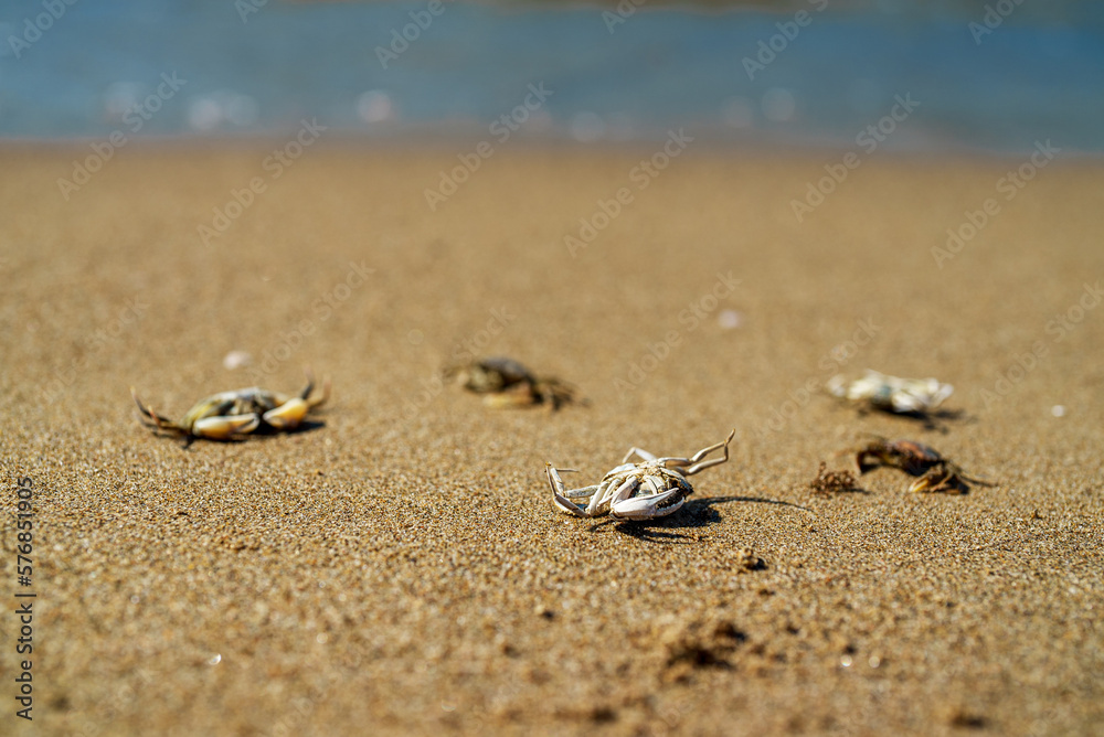 Dead crabs near the sea. Ecological catastrophy. Dead crabs near the sea. Ecological catastrophy.