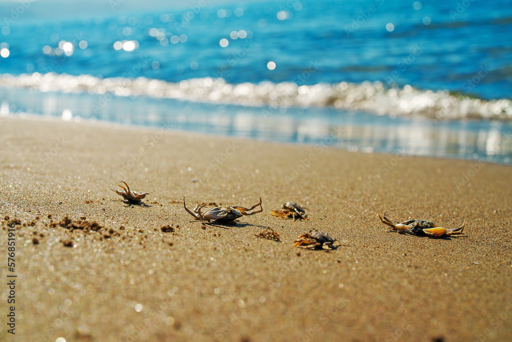 Dead crabs near the sea. Ecological catastrophy. Dead crabs near the sea. Ecological catastrophy.
