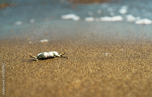 Dead crab near the sea. Ecological catastrophy. © M-Production