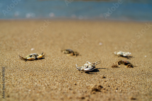 Dead crabs near the sea. Ecological catastrophy.