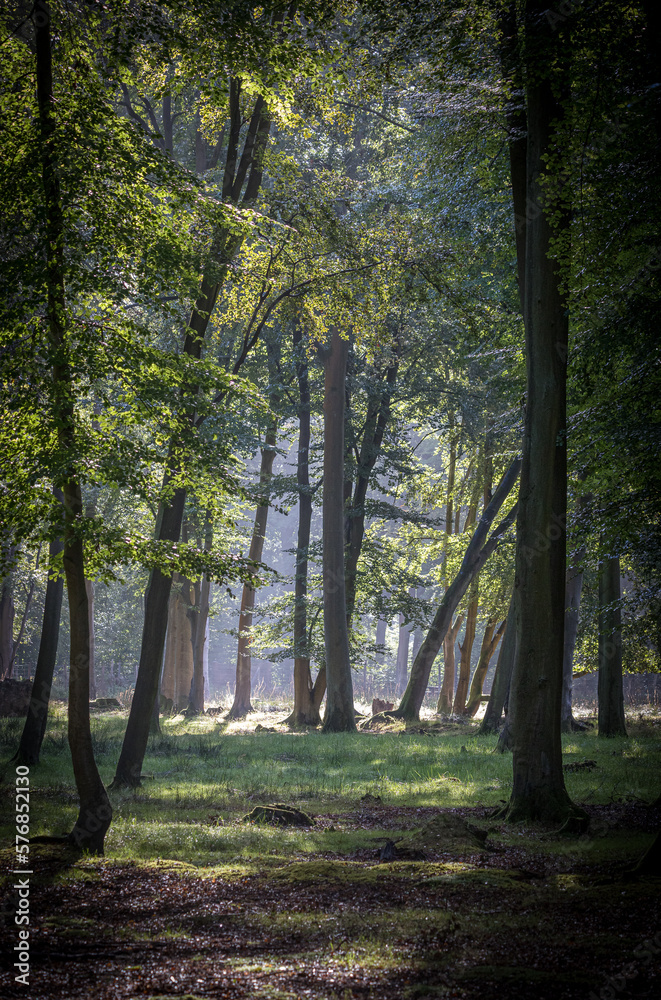 forêt forêt