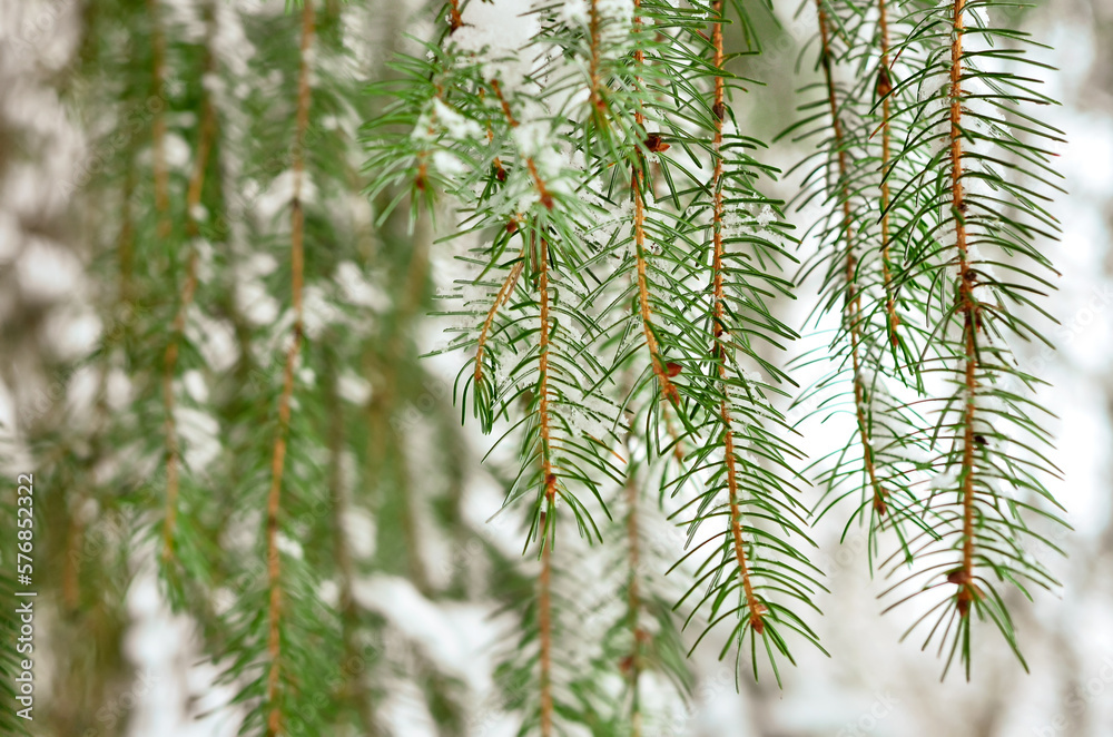 Fir tree branches covered with snow in forest on winter day, closeup