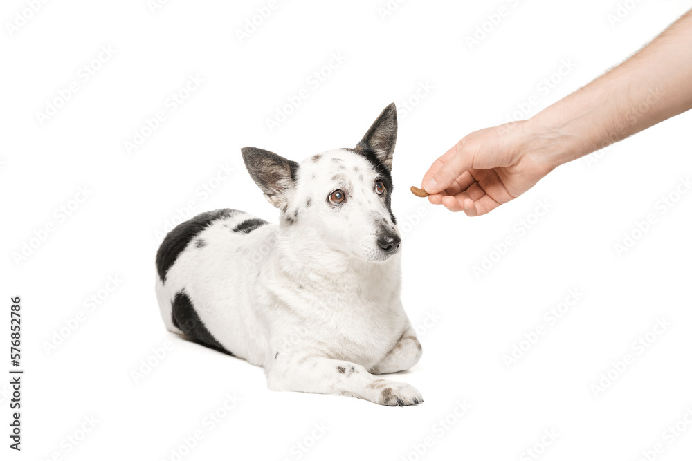 Black-and-white mongrel dog on a white background and eats food from the owner's hand.