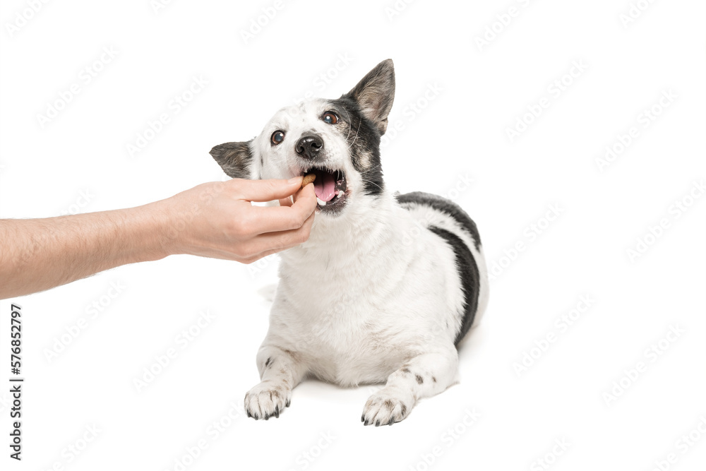 Black-and-white mongrel dog on a white background and eats food from the owner's hand.