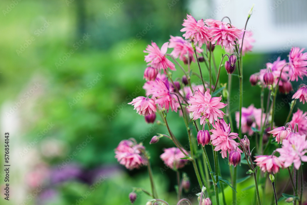 Abstract of lovely Aquilegia vulgaris 'Clementine Salmon-Rose' blossoms in the flower garden. Selective focus with blurred foreground and background. Abstract of lovely Aquilegia vulgaris 'Clementine Salmon-Rose' blossoms in the flower garden. Selective focus with blurred foreground and background.