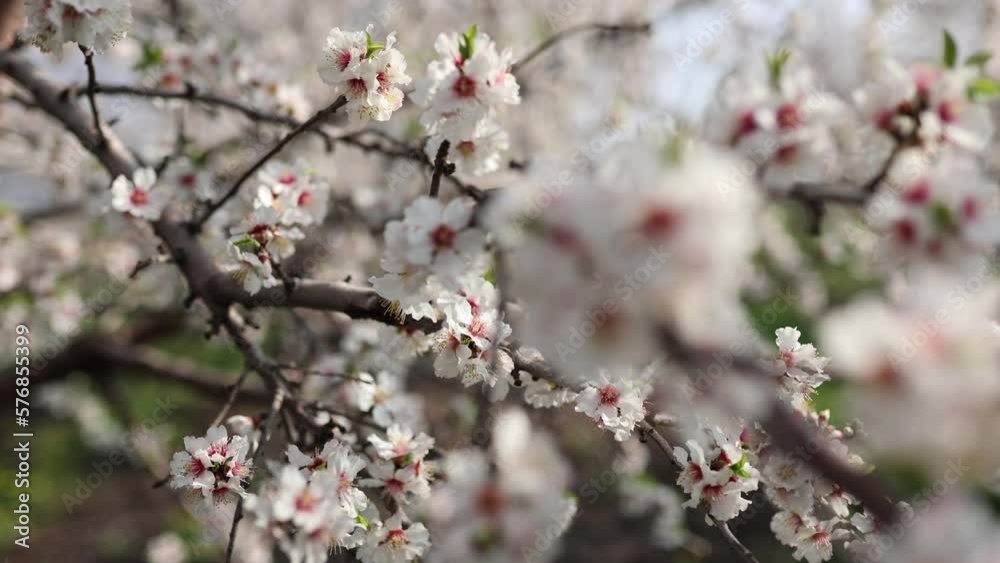 Slow motion close-up of blooming almond tree branches with flowers. Almond trees blossom Slow motion close-up of blooming almond tree branches with flowers. Almond trees blossom