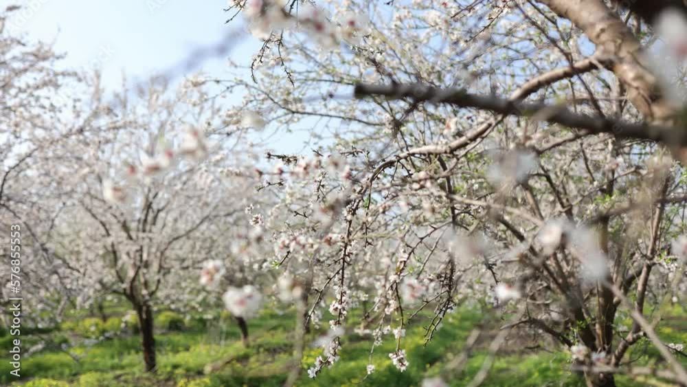 Slow motion close-up of blooming almond tree branches with flowers. Almond trees blossom Slow motion close-up of blooming almond tree branches with flowers. Almond trees blossom