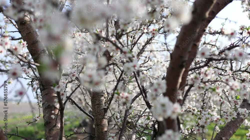 Slow motion close-up of blooming almond tree branches with flowers. Almond trees blossom Slow motion close-up of blooming almond tree branches with flowers. Almond trees blossom